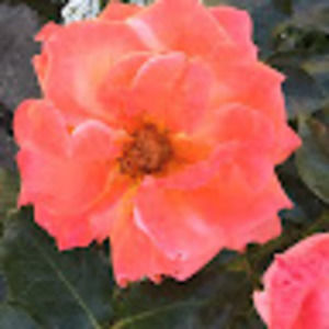 Meet your Posher, Sydney